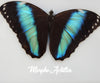 diamond painting of a blue morpho butterfly