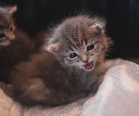 Image of diamond painting of a cute, yawning kitten