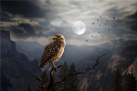 Image of Diamond painting of an owl perched on a branch at night, gazing at a full moon.