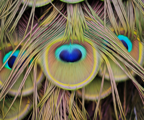 Image of diamond painting of a peacock feather