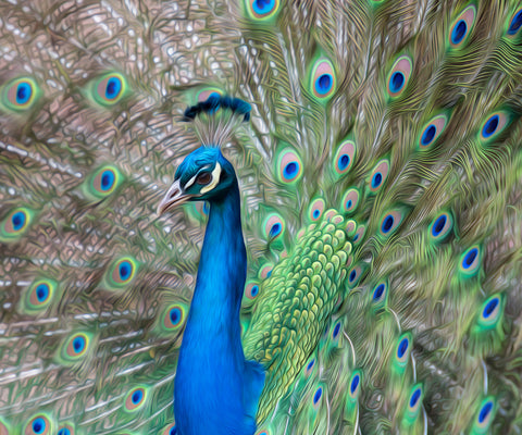 Image of diamond painting of a peacock displaying its colorful tail feathers