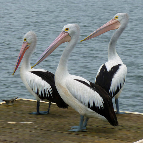 Image of diamond painting of three pelicans on a dock