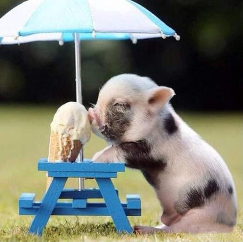 Image of diamond painting of a piglet eating ice cream