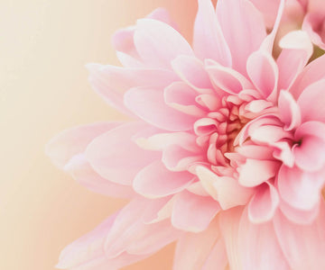 diamond painting of a pink carnation flower