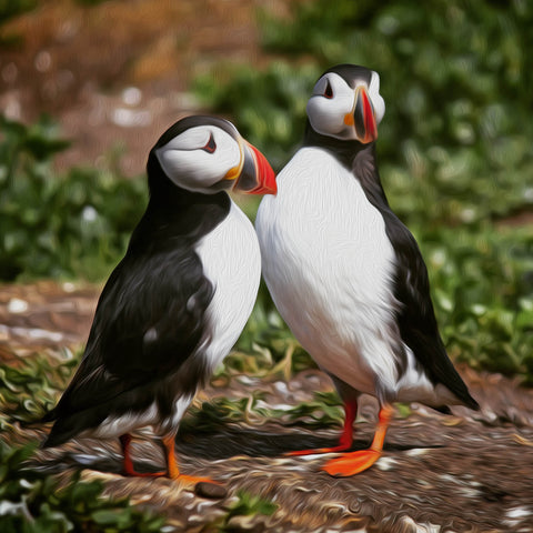 Image of diamond painting of two puffins