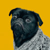 diamond painting of a black pug wearing a sweater