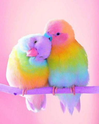 Image of diamond painting of two rainbow parrots cuddling