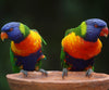 diamond painting of two colorful parrots