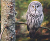 Diamond painting of a guarding owl perched on a branch of tree