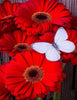 diamond painting of red daisies with a white butterfly