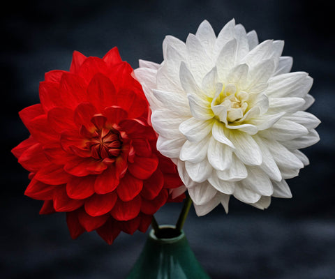 Image of diamond painting of a red and white dahlia