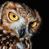 Diamond painting of a starting owl
