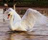 diamond painting of a white swan flapping its wings on a lake