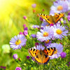 Diamond painting of butterflies on a field of daisy flowers