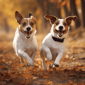 diamond painting of two happy Jack Russell Terriers running through autumn leaves