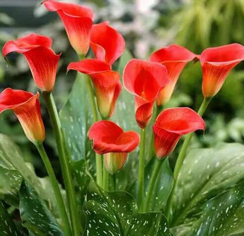 Image of Diamond painting of a cluster of vibrant red calla lilies