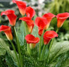 Diamond painting of a cluster of vibrant red calla lilies