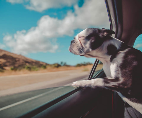 Image of Diamond painting of a dog enjoying a car ride with its head out the window