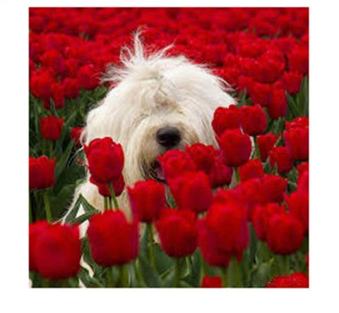 Image of Diamond painting of an Old English Sheepdog surrounded by a field of red tulips