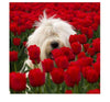 Diamond painting of an Old English Sheepdog surrounded by a field of red tulips