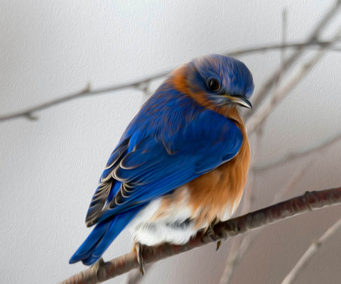 Image of Diamond painting of a colorful Eastern Bluebird perched on a tree branch.