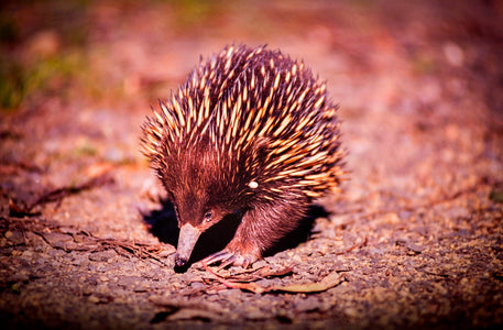 Diamond painting of a spiny anteater, also known as an echidna, foraging for food