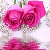 Diamond painting of elegant pink roses.