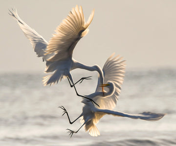 A diamond painting of two cranes mid-air, locked in a fierce battle.