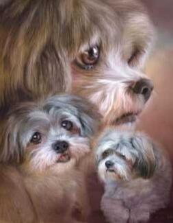 Image of A close-up portrait of fluffy dogs with expressive eyes.