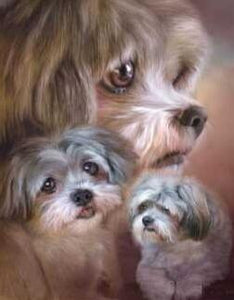 A close-up portrait of fluffy dogs with expressive eyes.