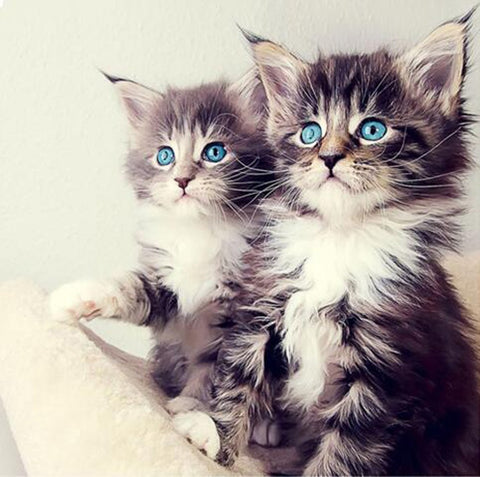 Image of Two adorable kittens with piercing blue eyes, looking directly at the viewer.