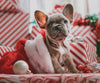 A cute French Bulldog puppy wearing a Santa hat, surrounded by Christmas presents.