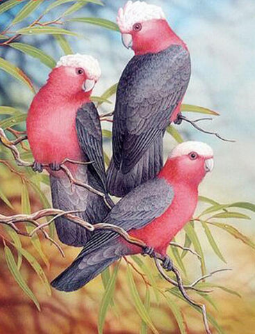 Image of Diamond Painting of Three Galah Cockatoos on a Branch