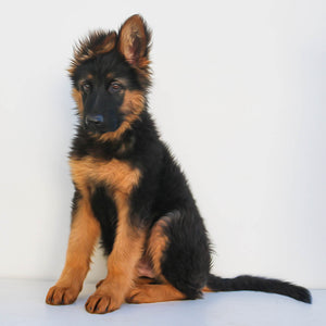 Diamond painting of an adorable German Shepherd puppy sitting.