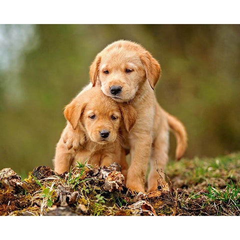 Image of Diamond Painting of Two Cute Golden Retriever Puppies Cuddling