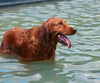 Diamond painting of a golden retriever dog swimming in the ocean