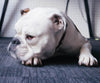 Diamond painting kit featuring a grumpy bulldog with a furrowed brow and wrinkled snout.