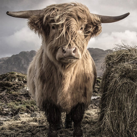 Image of Diamond Painting of a Highland Cow with Long Fur and Horns