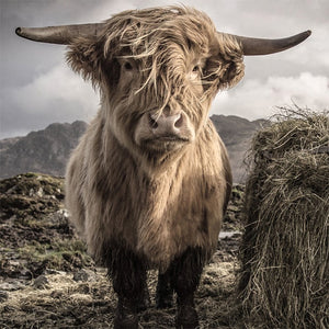 Diamond Painting of a Highland Cow with Long Fur and Horns