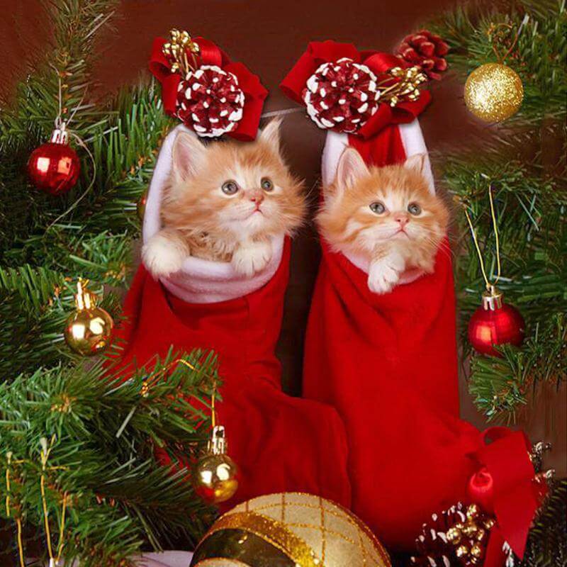Diamond painting of two playful kittens peeking out of Christmas stockings.