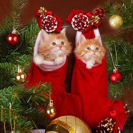 Diamond painting of two playful kittens peeking out of Christmas stockings.