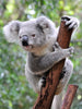 Diamond painting of a koala bear clinging to a tree branch