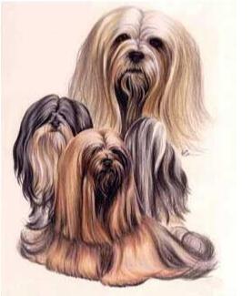 Image of Diamond Painting of a Group of Lhasa Apso Dogs