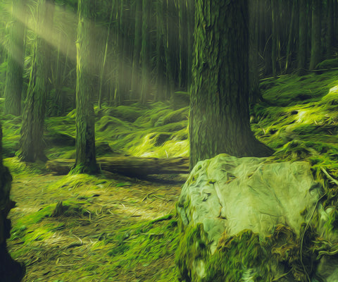 Image of Diamond painting of a lush green forest path winding through a dense canopy of trees.