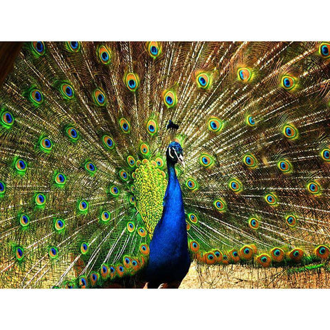 Image of Vibrant diamond painting of a magnificent peacock displaying its iridescent tail feathers in full splendor.