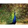 Vibrant diamond painting of a magnificent peacock displaying its iridescent tail feathers in full splendor.