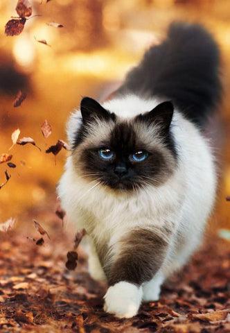 Image of Diamond painting of a beautiful Birman cat walking through a forest of fallen leaves, with autumn colors in the background.