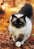 Diamond painting of a beautiful Birman cat walking through a forest of fallen leaves, with autumn colors in the background.