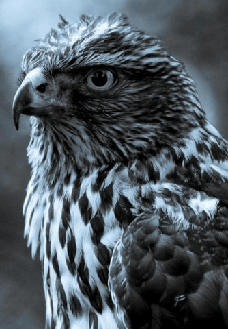 Image of Diamond Painting of a Majestic Eagle with Intense Eyes