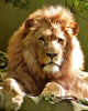 Diamond Painting of a Majestic Lion with a Golden Mane